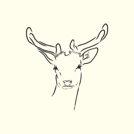 Deer portrait. Hand drawn vector illustration. Can be used separately from your design.のイラスト素材