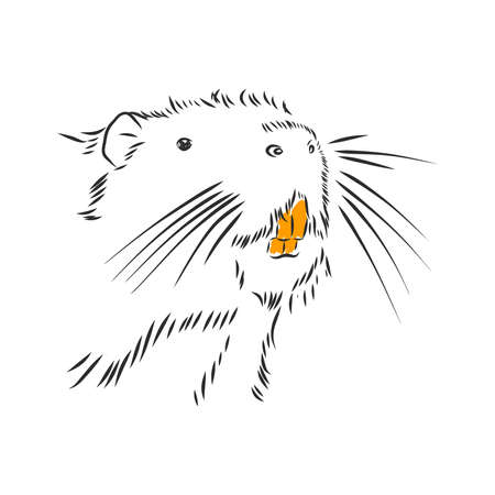 nutria black and white painted with shadowのイラスト素材