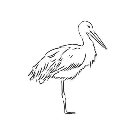 Stork sketch vector illustration. Hand sketching a stork for a designのイラスト素材