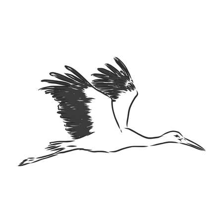 Stork sketch vector illustration. Hand sketching a stork for a designのイラスト素材