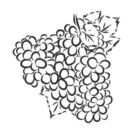 Sketch illustration of bunch of grapesのイラスト素材