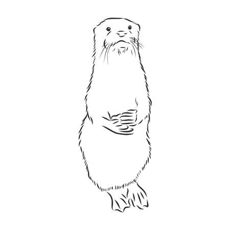 vector animal river common otter, otter, sea otter, vector sketchのイラスト素材