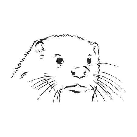 vector animal river common otter, otter, sea otter, vector sketchのイラスト素材