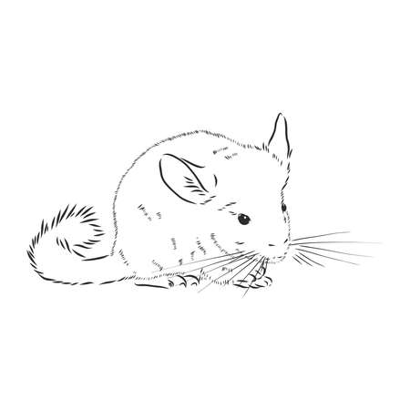 Chinchilla dog sketch style vector illustration. Old hand drawn engraving imitation. chinchilla animal, vector sketch illustrationのイラスト素材