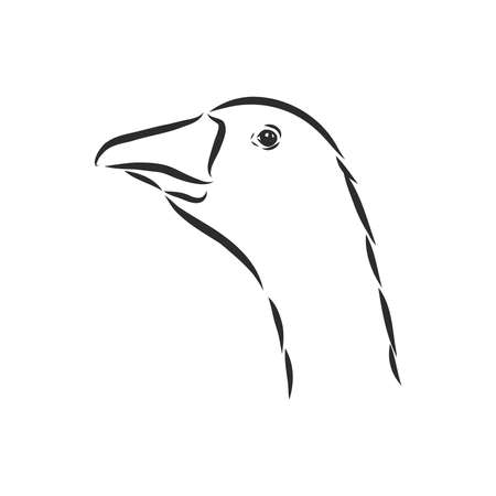 Hand drawn goose isolated. Engraved style vector illustration. Template for your design works.のイラスト素材
