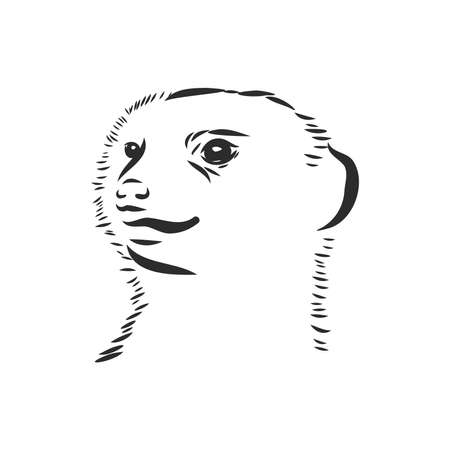 meerkat icon. animal sign. meerkat animal, vector sketch illustrationのイラスト素材