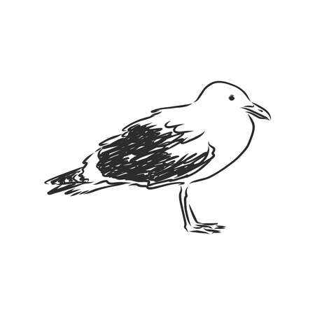 Seagull bird animal sketch engraving vector illustration. Scratch board style imitation. Hand drawn image.のイラスト素材
