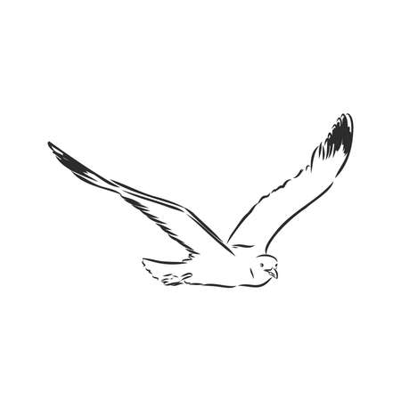 Seagull bird animal sketch engraving vector illustration. Scratch board style imitation. Hand drawn image.のイラスト素材
