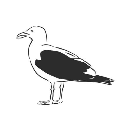 Seagull bird animal sketch engraving vector illustration. Scratch board style imitation. Hand drawn image.のイラスト素材