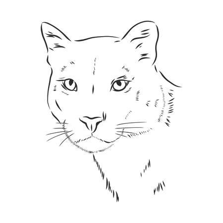 Hand-drawn vector illustration portrait of puma. Sketch style. Use for tattoo, poster, postcard, web, Cougar animal, vector sketch illustrationのイラスト素材