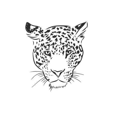 Jaguar. Hand drawn sketch illustration isolated on white background. Jaguar animal, vector sketch illustrationのイラスト素材