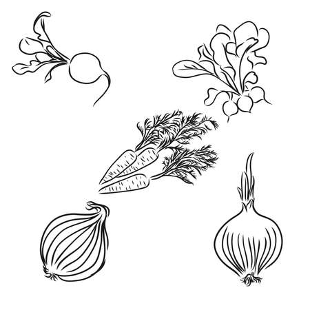 ingredients for cooking, vegetables, onions vector sketchのイラスト素材