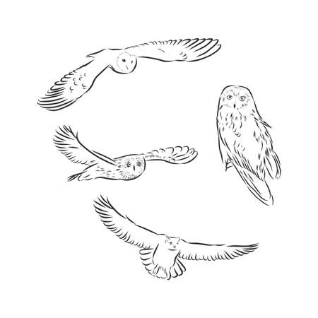 hand drawn vector realistic bird, sketch graphic style, long eared owl, asis otusのイラスト素材