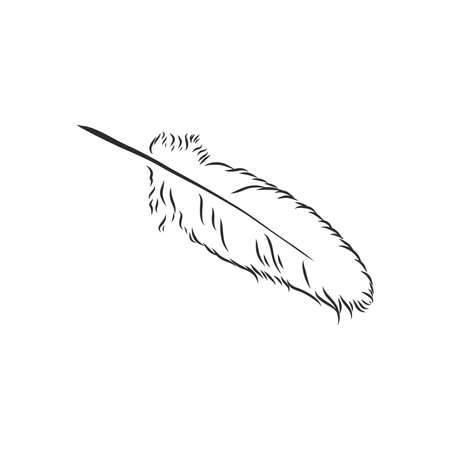 bird feathers. Hand drawn illustration converted to vector. Outline with transparent backgroundのイラスト素材
