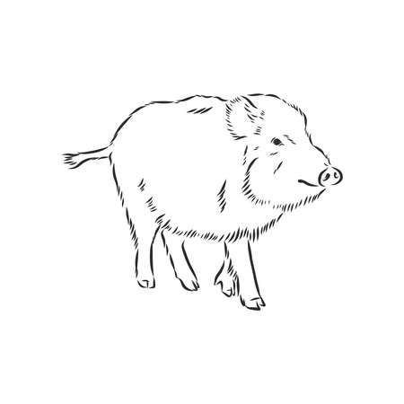 Sketch grunge wild boar in the profile. Stock vector illustration.のイラスト素材