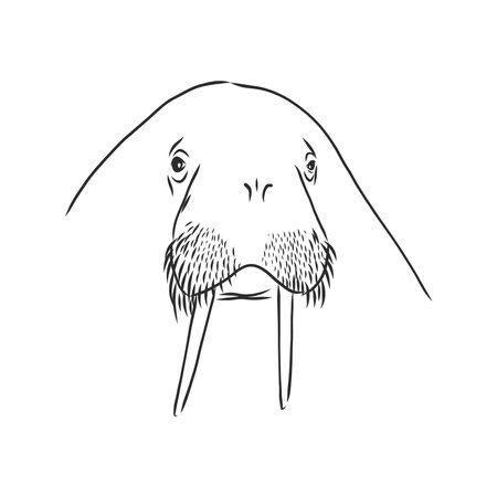 Sketch of a walrus. Hand drawn illustration converted to vector. walrus vector sketch illustrationのイラスト素材