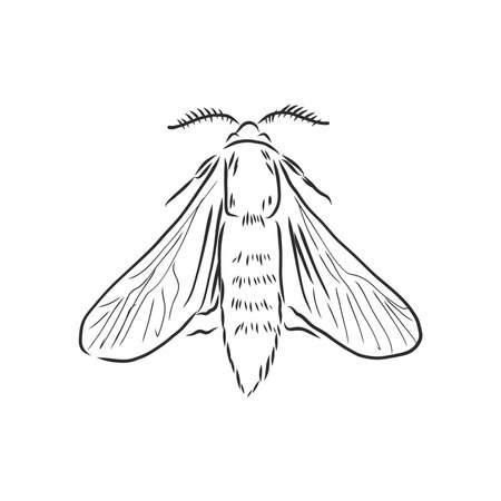 hand drawn, sketch, cartoon illustration of moth. moth vector sketch illustrationのイラスト素材