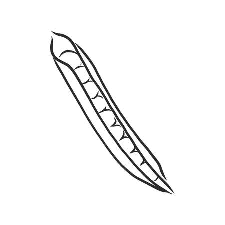 Hand drawn sketch peas sketch set. Vector organic food illustration isolated on white background. pea vector sketch illustrationのイラスト素材