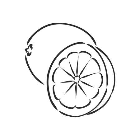 Hand drawn vector lemon slice, piece, on light background. lemon, vector sketch illustrationのイラスト素材
