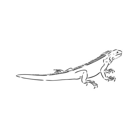 Sketch of iguana. Hand drawn illustration converted to vector. iguana vector sketch illustrationのイラスト素材