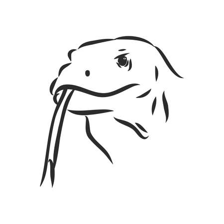 hand drawn, sketch illustration of Komodo dragon. varan vector sketch illustrationのイラスト素材