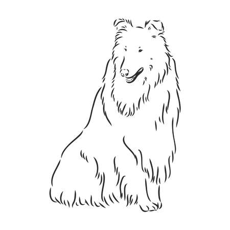 Dog Rough Collie isolated on White background. Vector illustration. collie, vector sketch on a white backgroundのイラスト素材