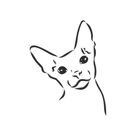 sketch of a sphinx cat, isolated, on a white background. sphinx cat, vector sketch on a white backgroundのイラスト素材