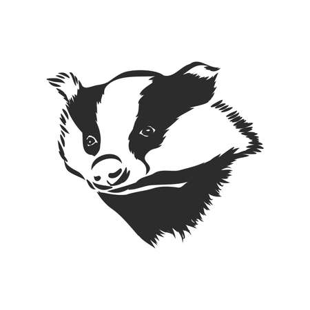 european badger - animal illustration. badger, vector sketch on a white backgroundのイラスト素材