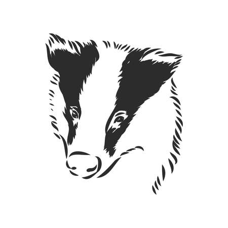 european badger - animal illustration. badger, vector sketch on a white backgroundのイラスト素材