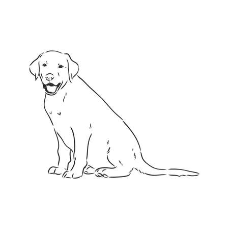 Vector image of an dog labrador on white backgroundのイラスト素材