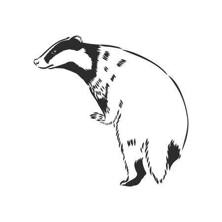Badger sketch drawing isolated on white backgroundのイラスト素材