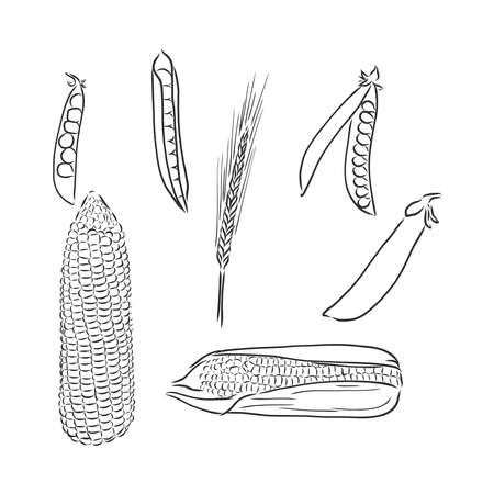 Sweet corn. Vector hand drawn vegetables isolated on white backgroundのイラスト素材