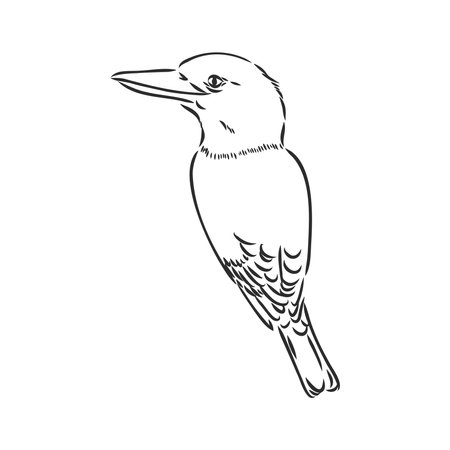 black outlined kookaburra bird-vector drawing, kookaburra vector sketch illustration on white backgroundのイラスト素材