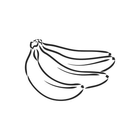 Banana fruit, bunch. Organic nutrition healthy food. Engraved hand drawn vintage retro vector lucuma illustration. Banana Isolated on white backgroundのイラスト素材