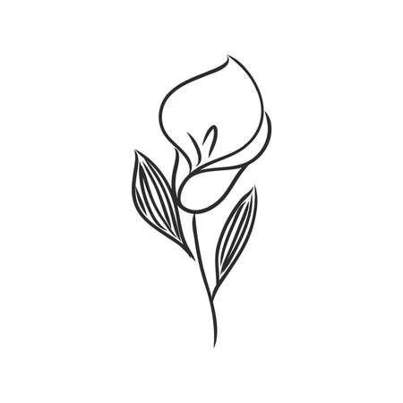 Ink, pencil, the leaves and flowers of Magnolia isolated. Line art transparent background. Hand drawn nature painting. Freehand sketching illustration.のイラスト素材