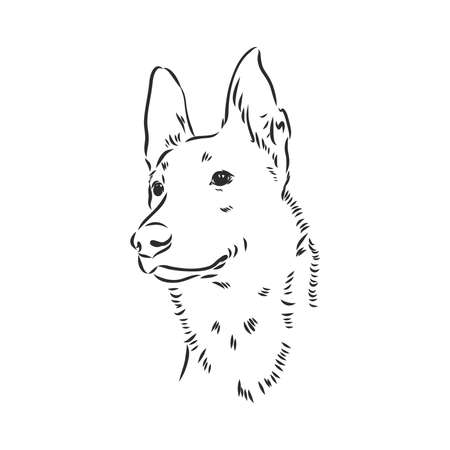 Decorative portrait of standing in profile Belgian Shepherd Groenendael, vector isolated illustration in black color on white backgroundのイラスト素材