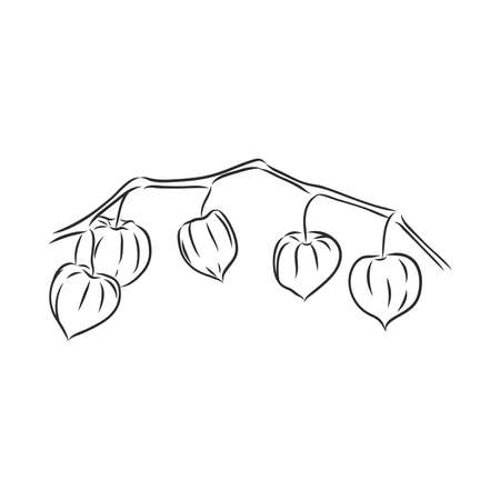 Physalis autotraced vector sketch, greyscale. physalis, vector sketch on a white backgroundのイラスト素材