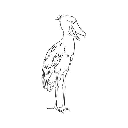 Hand drawn sketch style shoebill. Vector illustration isolated on white background.のイラスト素材