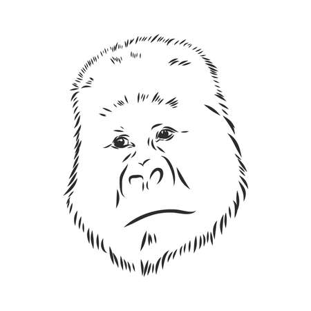 hand drawn vector illustration with a gorilla isolated on a white backgroundのイラスト素材