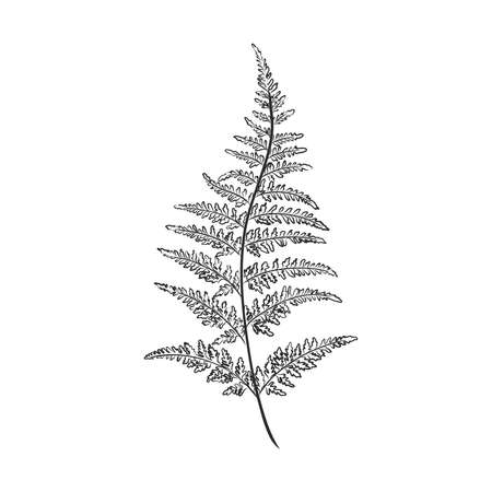 vector silhouette sheet fern on white backgroundのイラスト素材