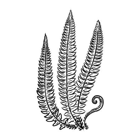 vector silhouette sheet fern on white backgroundのイラスト素材