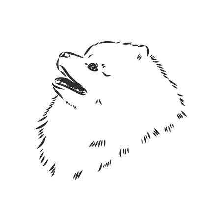 Pomeranian dog hand drawn sketch. Purebred lap dog face on white background.のイラスト素材