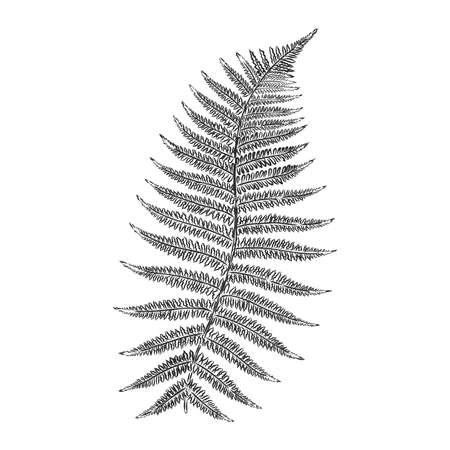vector silhouette sheet fern on white backgroundのイラスト素材