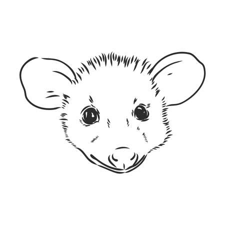 Vector sketch possum muzzle possum vector illustrationのイラスト素材