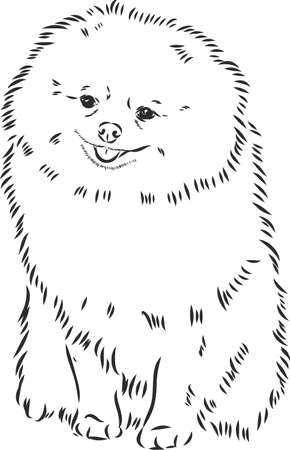 German Spitz. Pomeranian Dog. hand drawn. Vector illustrationのイラスト素材