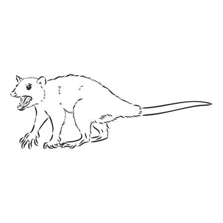 Vector sketch possum muzzle possum vector illustrationのイラスト素材