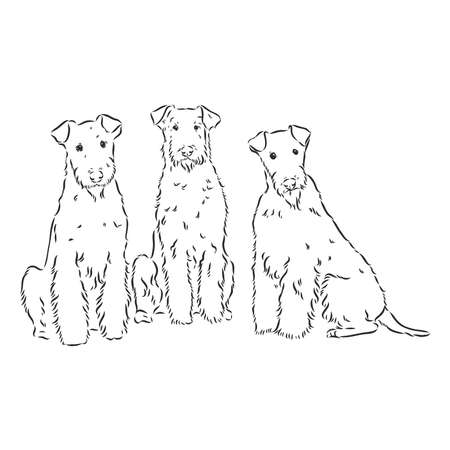 Airedale Terrier Dog. hand drawn. Vector illustrationのイラスト素材