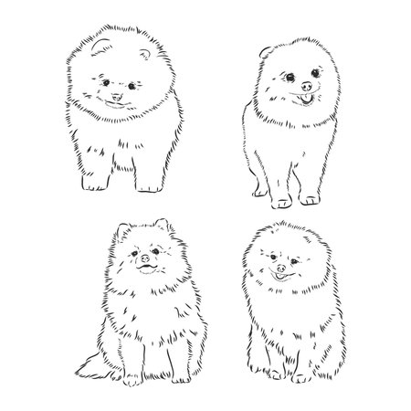 Vector black and white illustration of dog breed Pomeranian isolated on white background spitz vector sketchのイラスト素材