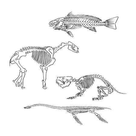 Set of silhouettes of skeletons of dinosaurs and fossils. Hand drawn vector illustration. Silhouettes of man and children, comparison of sizes, realistic size.のイラスト素材