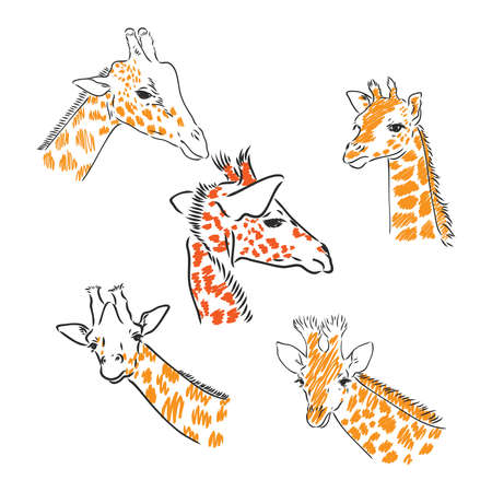 Giraffe - isolated vector with spots giraffe vectorのイラスト素材